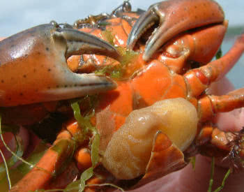 A parasitised crab